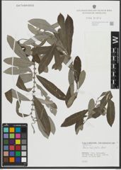 Foto von Salix salviifolia Brot.